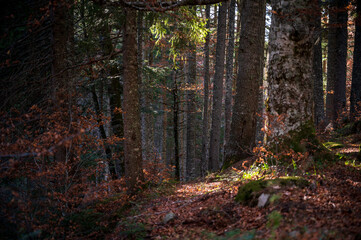 The path between the autumn trees, covered in leafes