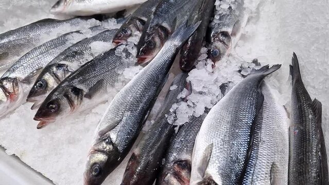 Fresh fish lies on shaved ice close-up. Fish on a refrigerated counter in a store. Supermarket. Dicentrarchus labrax. A source of omega fatty acids for a healthy diet. Sea bass