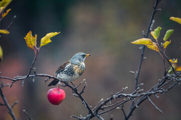 A thrush bird aa branch above an apple, checking if there is any competition
