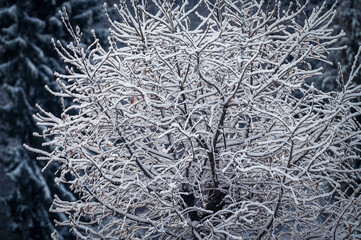 A tree covered in snow