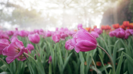 Colorful tulip flowers blooming in the garden in the springtime morning, beautiful nature background