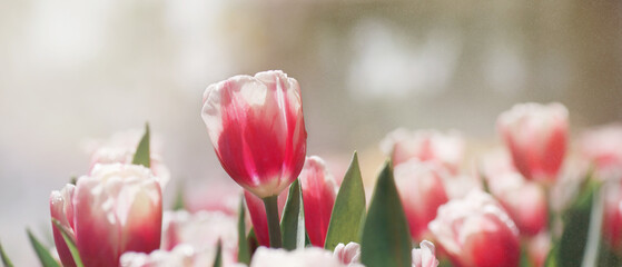 Tulip flower in the garden with soft focus and bokeh, beautiful nature background
