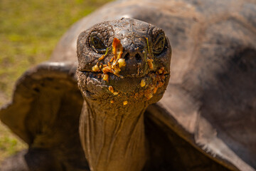 Riesenschildkröte Seychellen - Giant Turtle Seychelles