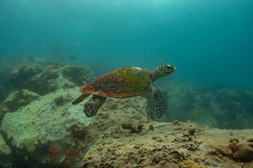 Seychelles - Indian Ocean - Sea - Hawksbill Turtle