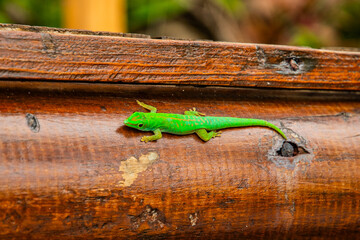 Seychelles - small green lizard - gecko