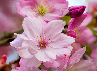 Macro shot of pink cherry blossom in spring