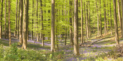 forest in spring, Hallerbos, Hallerforest
