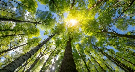Looking up Green forest. Trees with green Leaves, blue sky and sun light. Bottom view