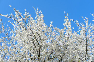 Beautiful blooming branches white blossoms, against backdrop of blue sky, concept Nature's Bloom, Spring Celebrations, nature in detail