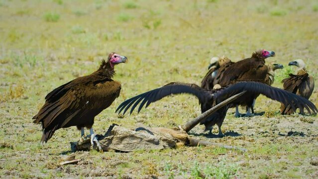 Three lappet-faced vultures or Nubian vultures (Torgos tracheliotos ) eating dead body of an antelope.
