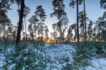 La Forêt d'Halatte en hiver
- 713444957