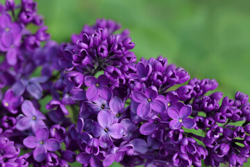 Purple blue lilac blossoms in spring on the bush. Beautiful floral nature wallpaper in the green garden. Purple lilac flowers. Summer background. Bright fresh violet lilac branches with green leaves 
