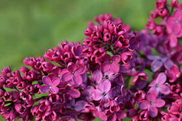 Fototapeta premium Pink lilac blossoms in spring on the bush. Beautiful floral nature wallpaper in the green garden. Purple lilac flowers. Summer background. Bright fresh purple lilac branches with green leaves. 