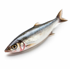Fototapeta premium Tasty and healthy sea fish herring Clupea isolated on white close-up