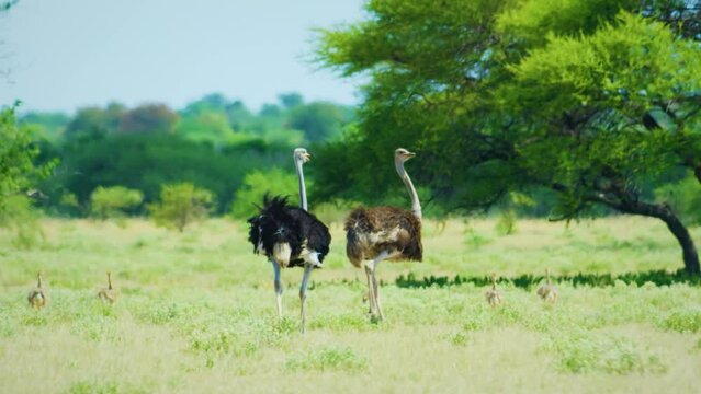 Footage of Young Common Ostriches (Struthio camelus) with their parents in Botswana.