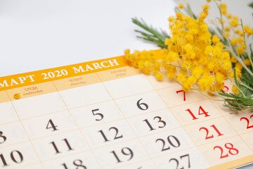 Calendar lies on white background. Above is branch of mimosa
