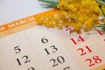 Calendar lies on white background. Above is branch of mimosa