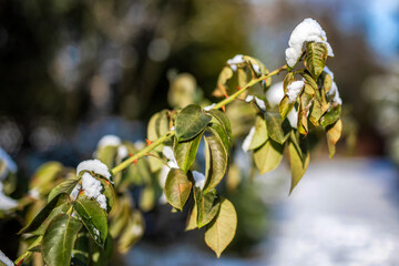 Zima Winter Natura © Magdalena