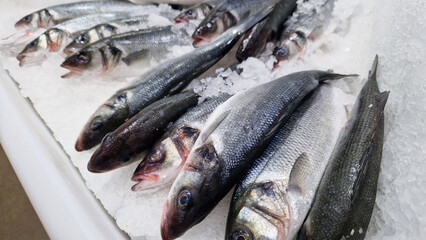 Fresh fish lies on shaved ice close-up. Fish on a refrigerated counter in a store. Supermarket. Dicentrarchus labrax. A source of omega fatty acids for a healthy diet. Sea bass