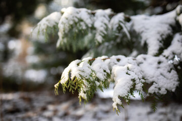 Zima Winter Natura © Magdalena