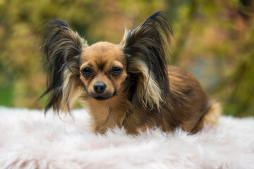 Russian Toy Terrier in the autumn forest. Dog breed russian toy terrier on a blurred background in sunny weather.  Red-haired toy terrier. Little dog portrait. Outdoor.