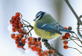 A close-up of a blue tit bird sitting on a branch of a red mountain ash on a frosty winter morning