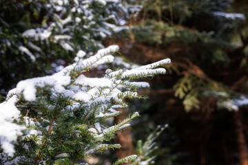 Zima Winter Natura © Magdalena