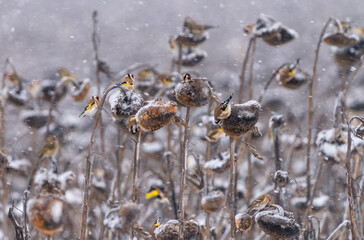 Flocks of various birds eating sunflower seeds on a sunflower field abandoned for winter and covered with snow