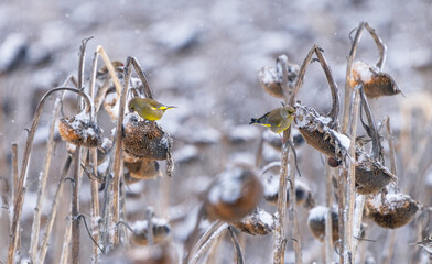 Flocks of various birds eating sunflower seeds on a sunflower field abandoned for winter and covered with snow