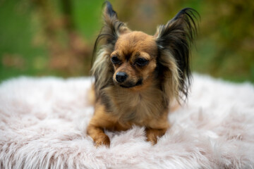 Russian Toy Terrier in the autumn forest. Dog breed russian toy terrier on a blurred background in sunny weather.  Red-haired toy terrier. Little dog portrait. Outdoor.