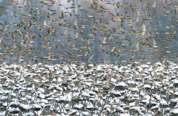 Huge flocks of birds attack sunflower fields left for winter and covered with snow