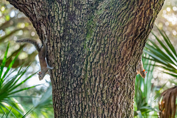 Obraz premium Peekaboo, two squirrels.