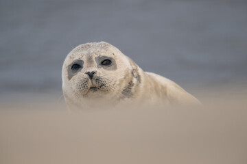 Close up portrait of very cute Harbor Seal (Phoca vitulina) in natural environment on the beach of...
