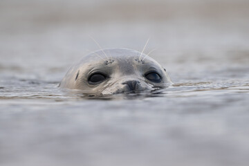 Harbor Seal (Phoca vitulina) in natural environment swimming in the North Sea, The Netherlands. Wildlife.