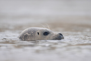 Fototapeta premium Harbor Seal (Phoca vitulina) in natural environment swimming in the North Sea, The Netherlands. Wildlife.