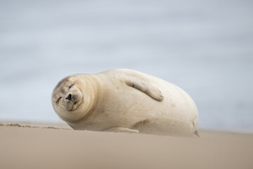 Harbor Seal (Phoca vitulina) in natural environment on the beach of The Netherlands. Wildlife.