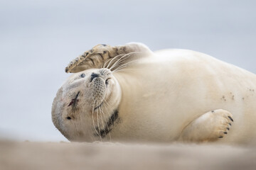 Close up portrait of very cute Harbor Seal (Phoca vitulina) in natural environment on the beach of The Netherlands. Wildlife.