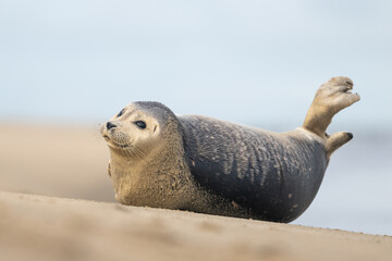 Harbor Seal (Phoca vitulina) in natural environment on the beach of The Netherlands. Wildlife. © Tim