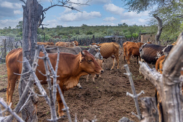 cattle resting in the kraal, wood fence in the background and the bush