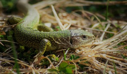 lizard