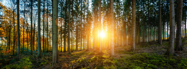 Silent Forest in autumn fall with beautiful bright sun ray - perfect header panorama - 713457721