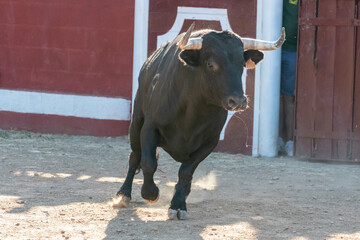 black brave bull