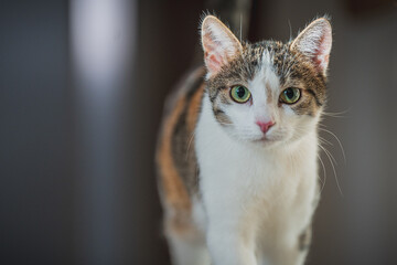 Verschiedene Bilder von Katzen in häuslicher Umgebung...19.01.2024 © David Breidert