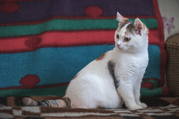 Verschiedene Bilder von Katzen in häuslicher Umgebung...19.01.2024