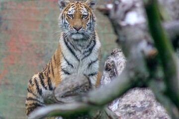 Tiger in Aalborg zoo,Denmark