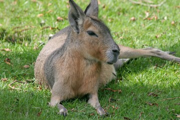The capybara is the world's largest rodent, and the word 
