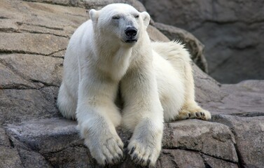 Polar bear in Aalborg zoo,Denmark