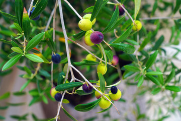 Green and black olives growing on an olive tree in Italy - 713462584