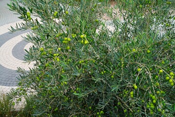Green and black olives growing on an olive tree in Italy