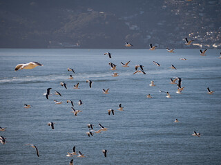 Flock of seagulls in flight over the bay area 